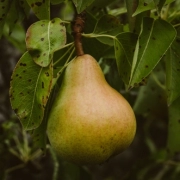 La Colpevolezza del Peccato